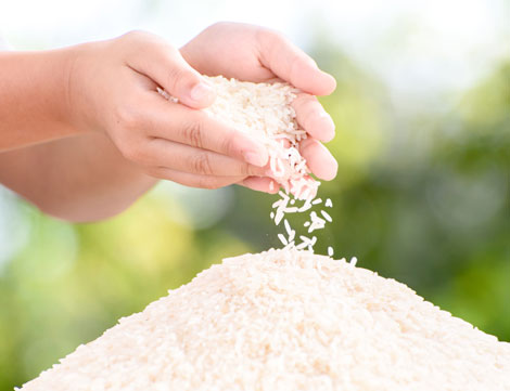 The Art of Growing Premium Rice