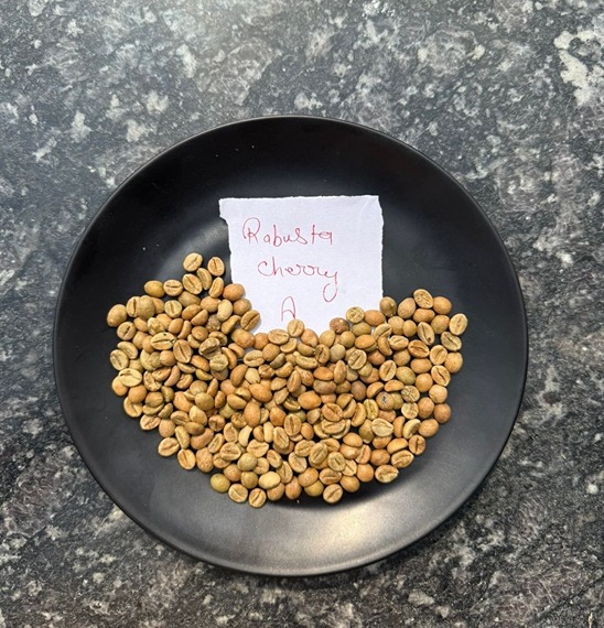 The Art of Growing Premium Rice