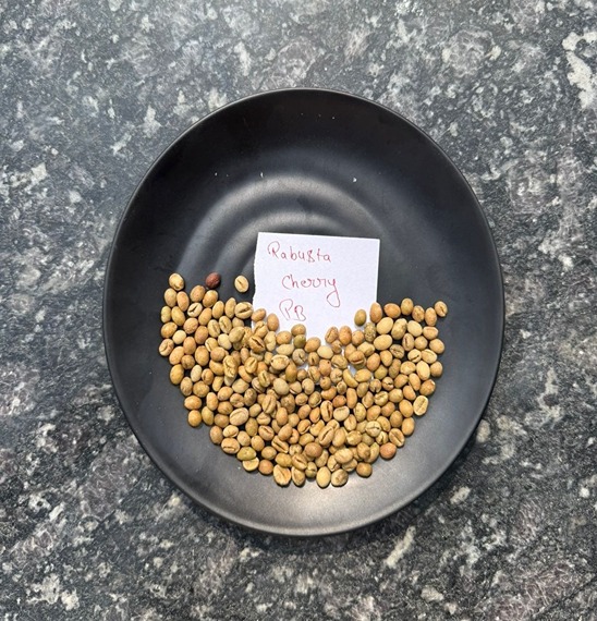 The Art of Growing Premium Rice