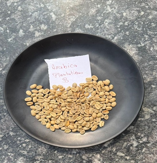 The Art of Growing Premium Rice