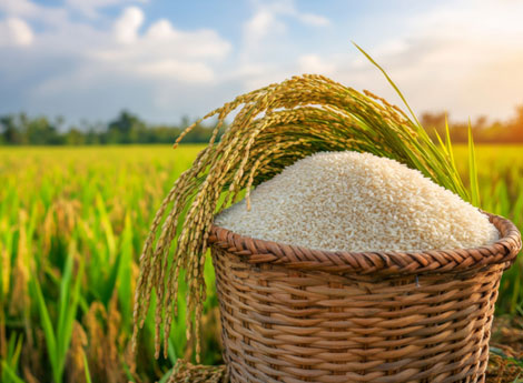 The Art of Growing Premium Rice